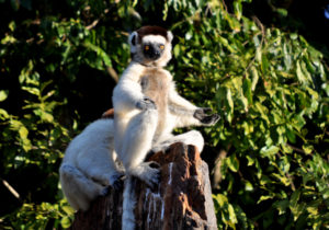 Flora and fauna of Madagascar | Madagascar Safari and Travel information